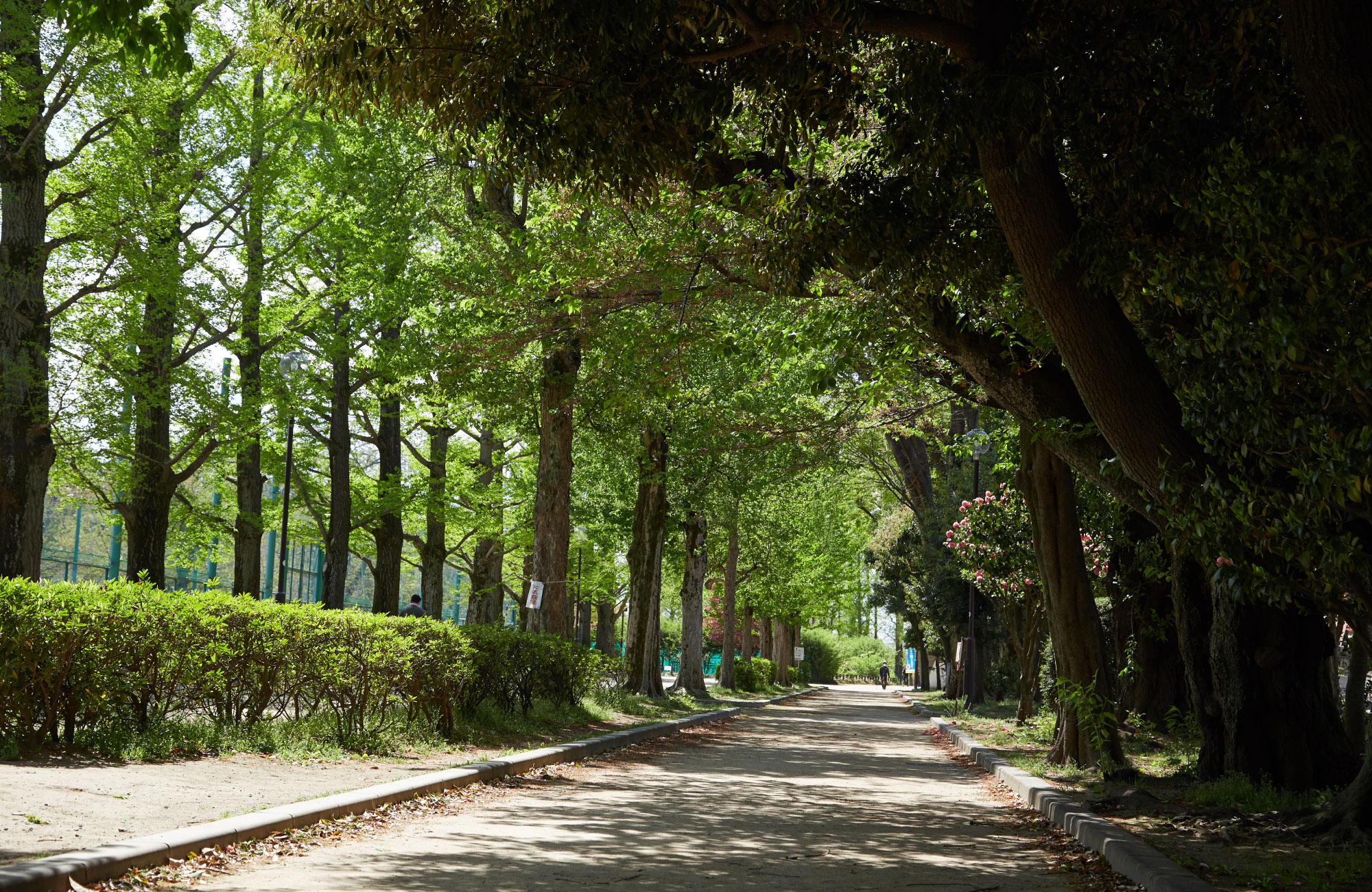羽根木公園（徒歩約6分）