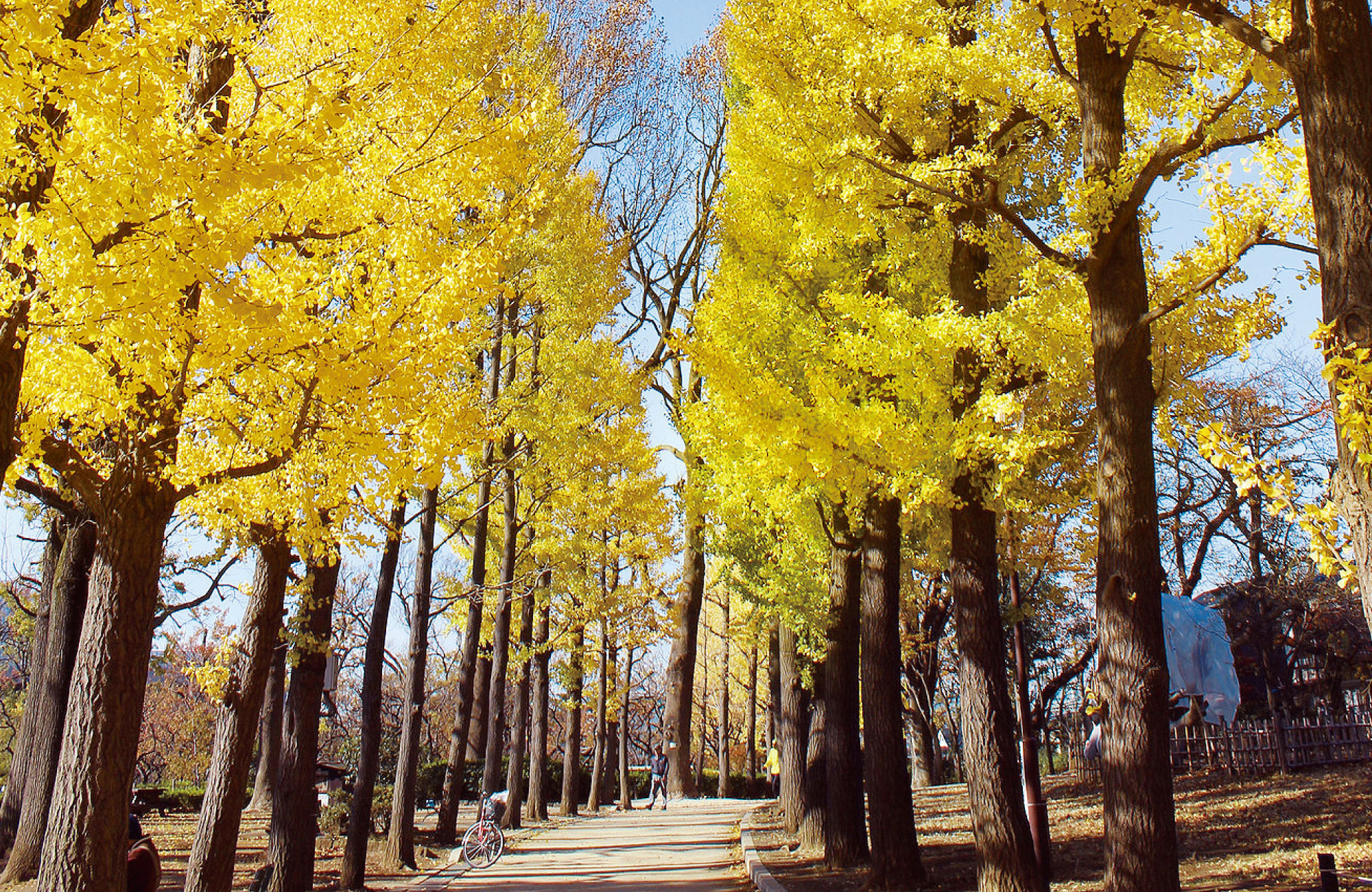 羽根木公園（徒歩約6分）