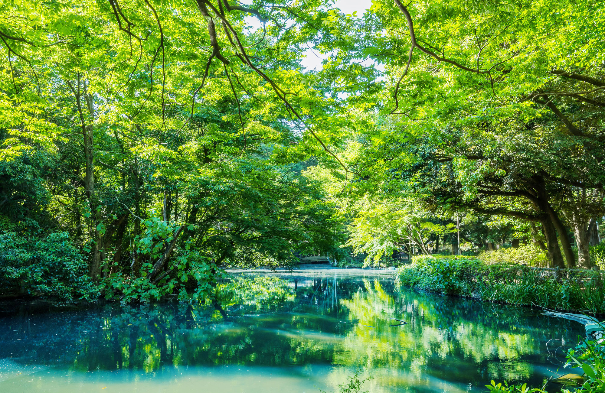 和田堀公園(徒歩約7分)