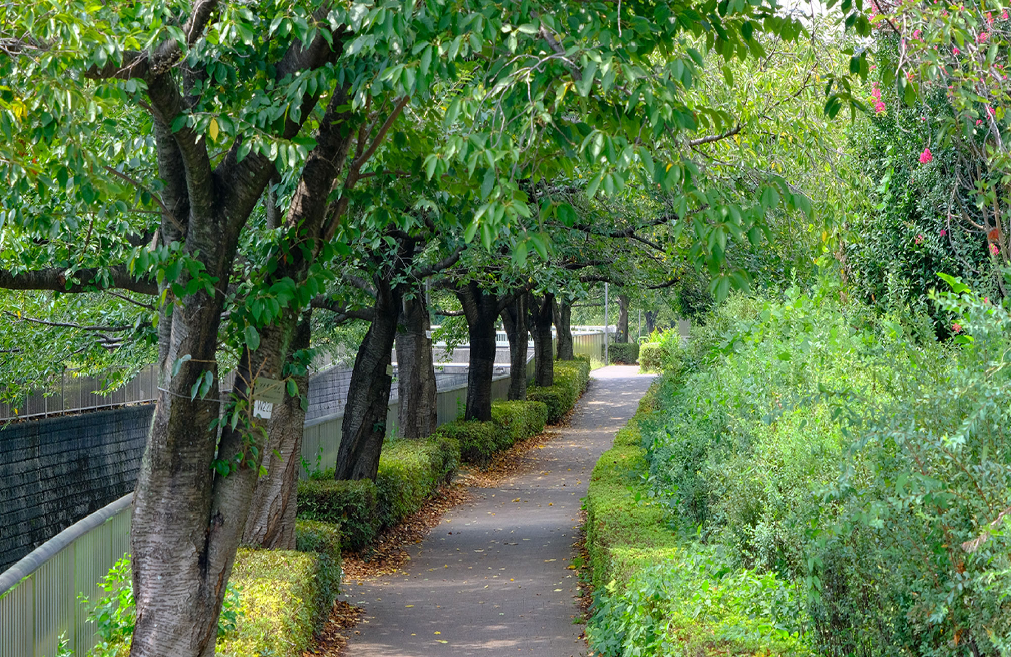 石神井川の緑道